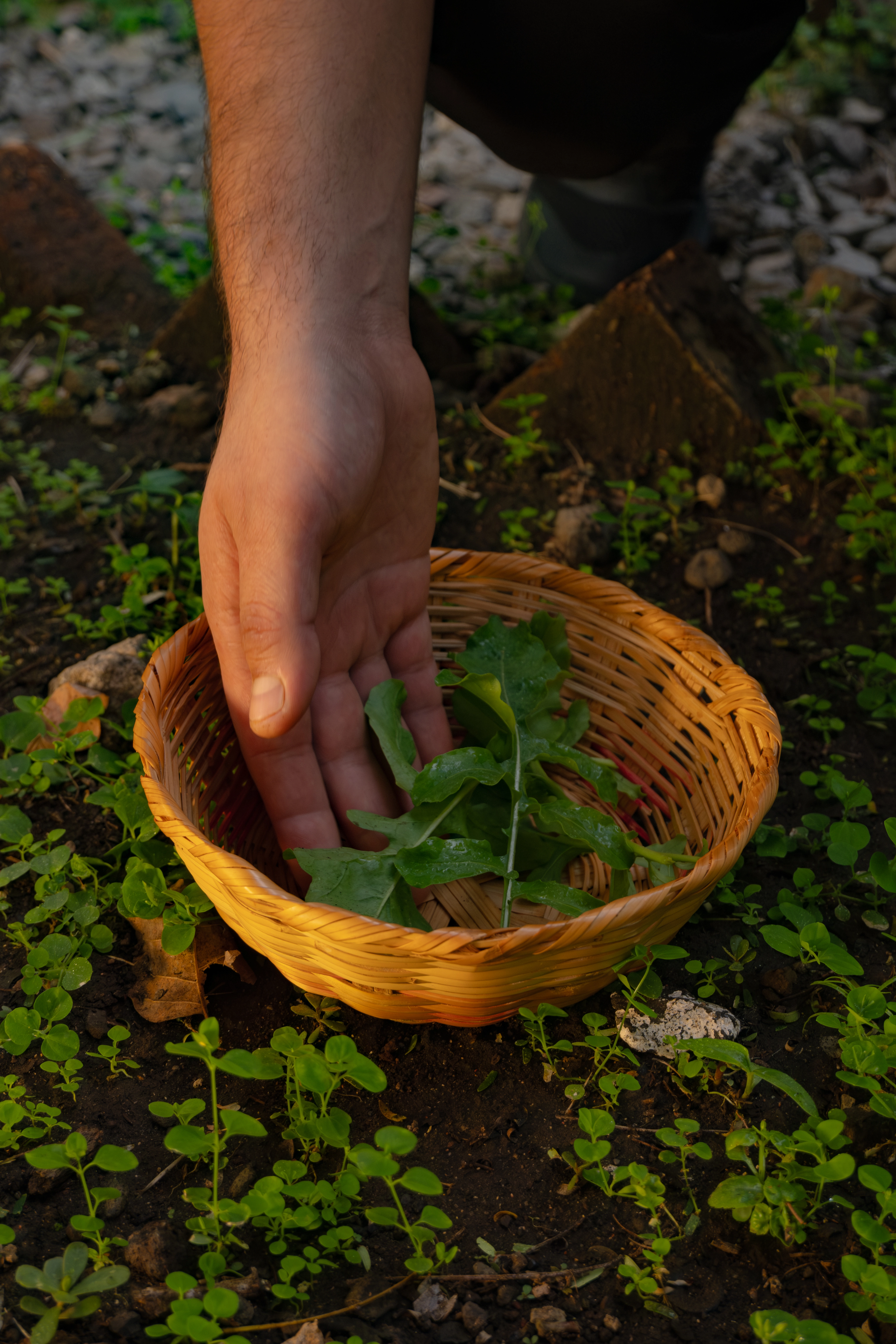 Organic farm El Salvador