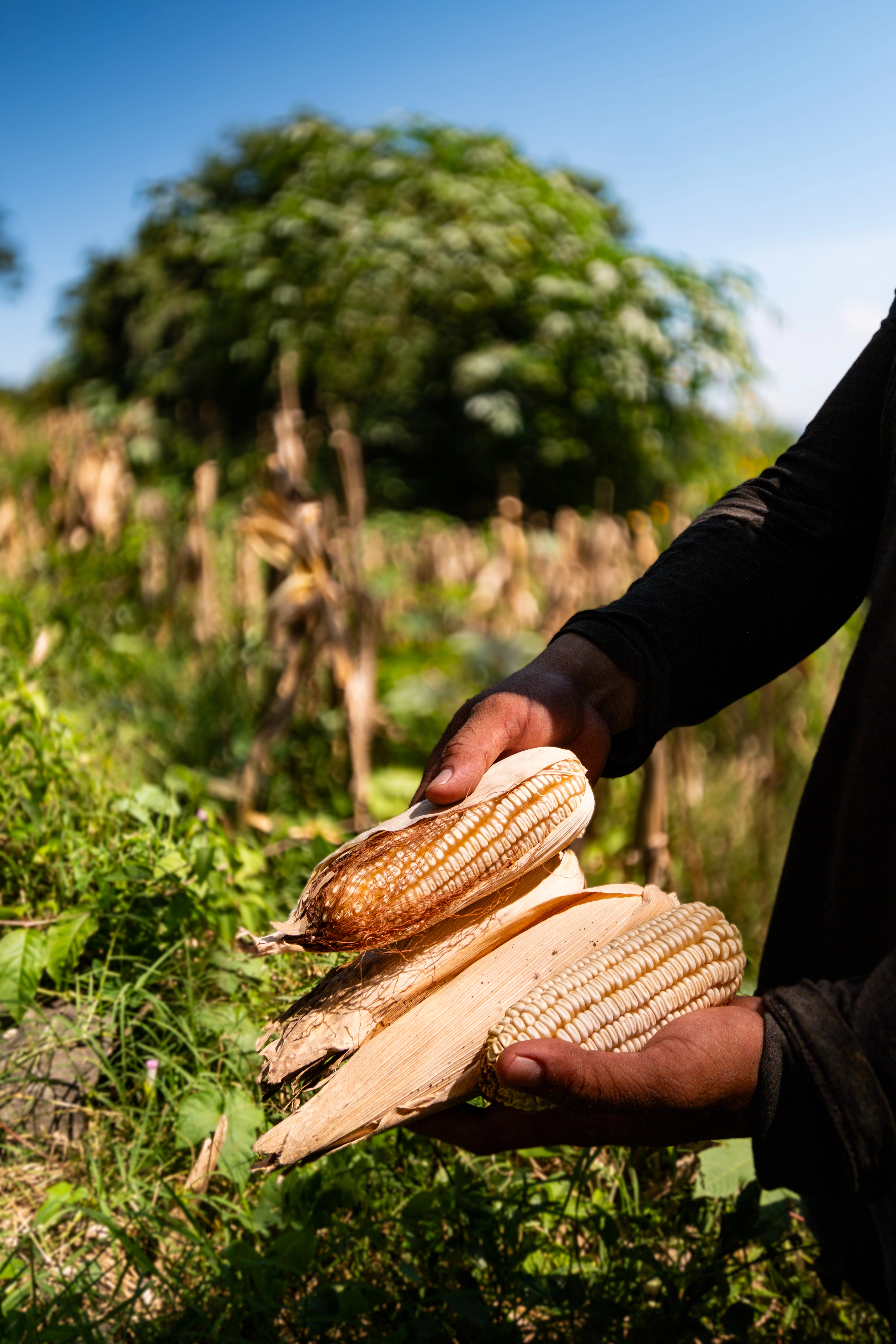 Sustainable agriculture