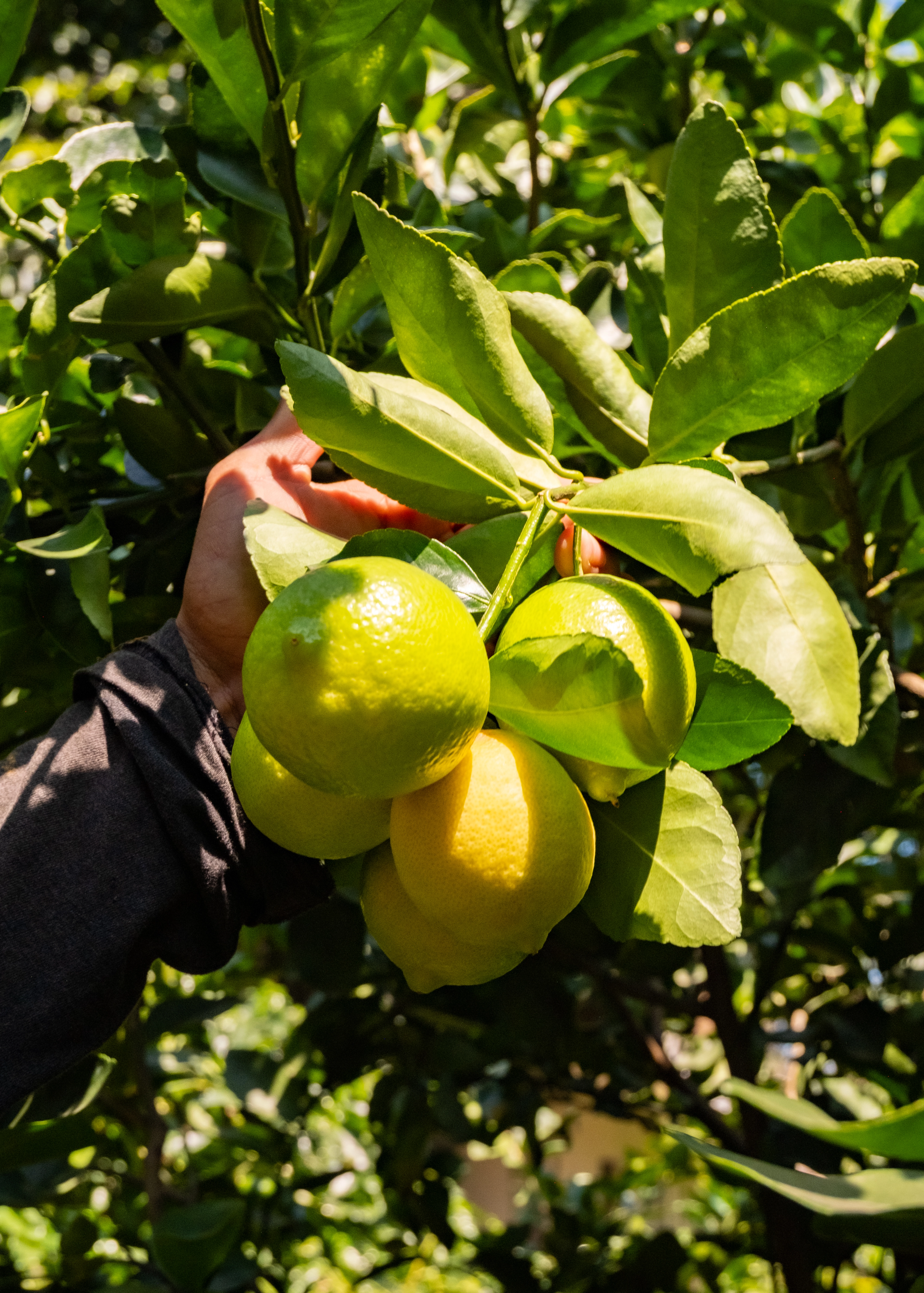 Fresh produce Equinoccio