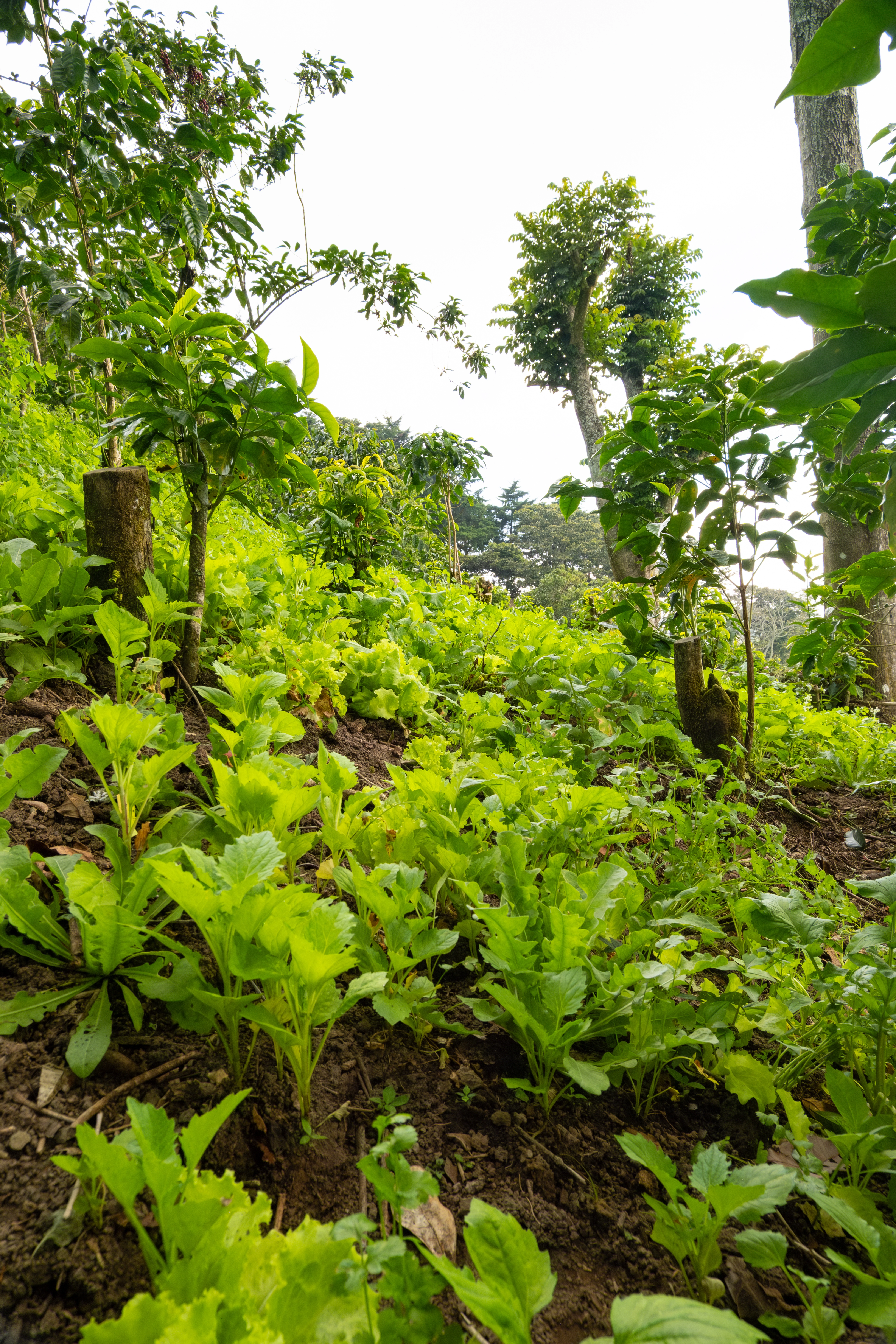 Equinoccio Hotel gardens